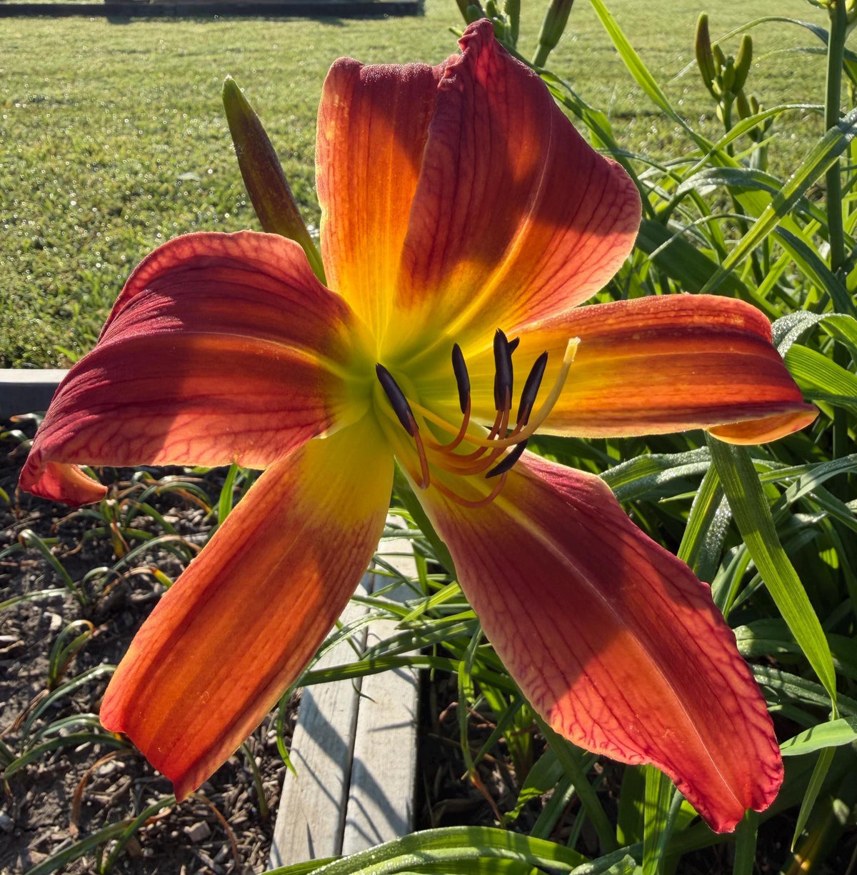 Daylily – 1 Live Fan | Rich Cranberry Red Blooms  “Long Stocking”