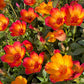 Purslane Seeds- Mixed Color Variety, Drought-Tolerant | Fast-Growing Annual