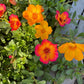 Purslane Seeds- Mixed Color Variety, Drought-Tolerant | Fast-Growing Annual