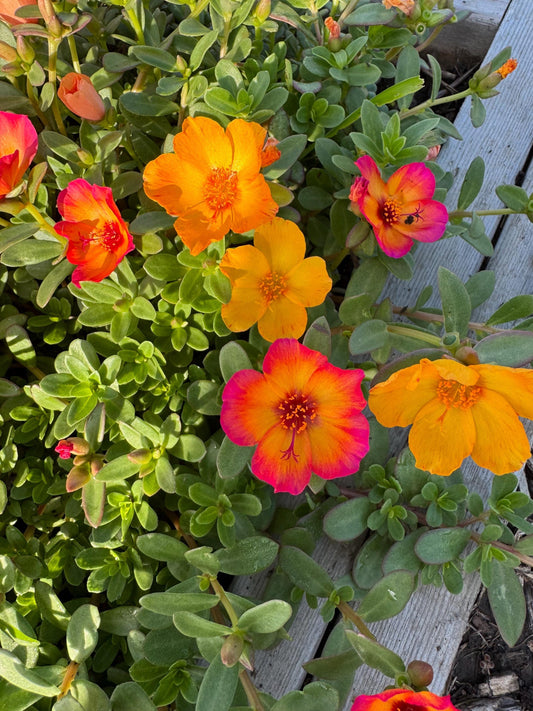 Purslane Seeds- Mixed Color Variety, Drought-Tolerant | Fast-Growing Annual