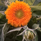 Teddy Bear Sunflower Seeds – 25 Seeds | Dwarf Fluffy Golden Blooms