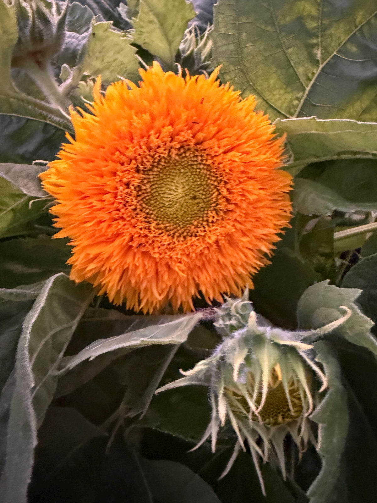 Teddy Bear Sunflower Seeds – 25 Seeds | Dwarf Fluffy Golden Blooms