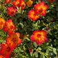 Purslane Seeds- Mixed Color Variety, Drought-Tolerant | Fast-Growing Annual