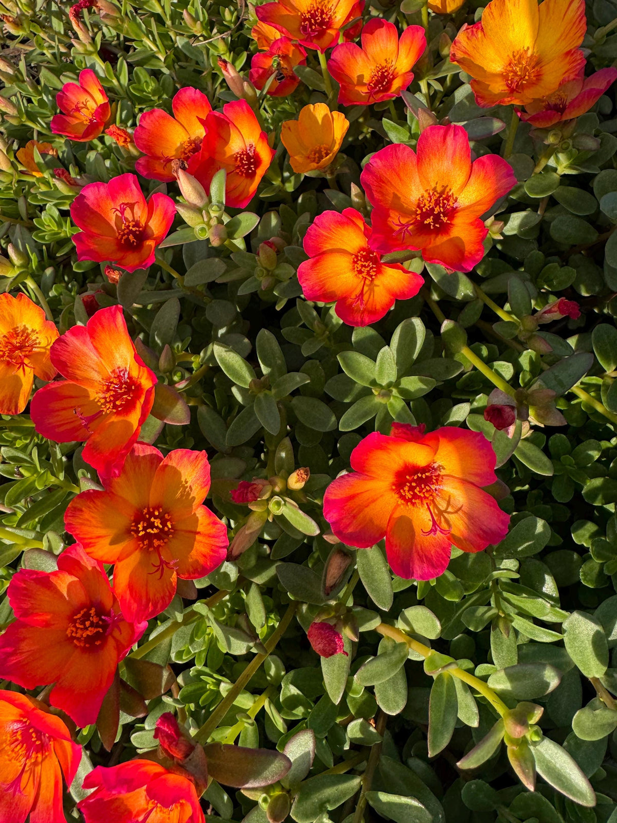 Purslane Seeds- Mixed Color Variety, Drought-Tolerant | Fast-Growing Annual