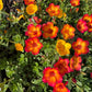 Purslane Seeds- Mixed Color Variety, Drought-Tolerant | Fast-Growing Annual