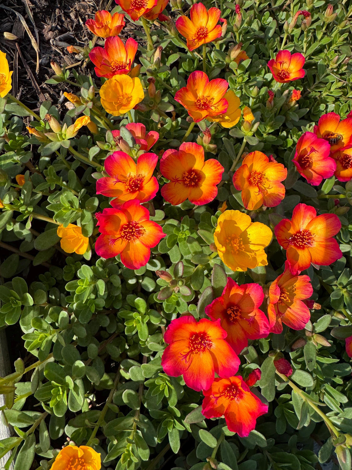 Purslane Seeds- Mixed Color Variety, Drought-Tolerant | Fast-Growing Annual