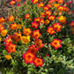Purslane Seeds- Mixed Color Variety, Drought-Tolerant | Fast-Growing Annual