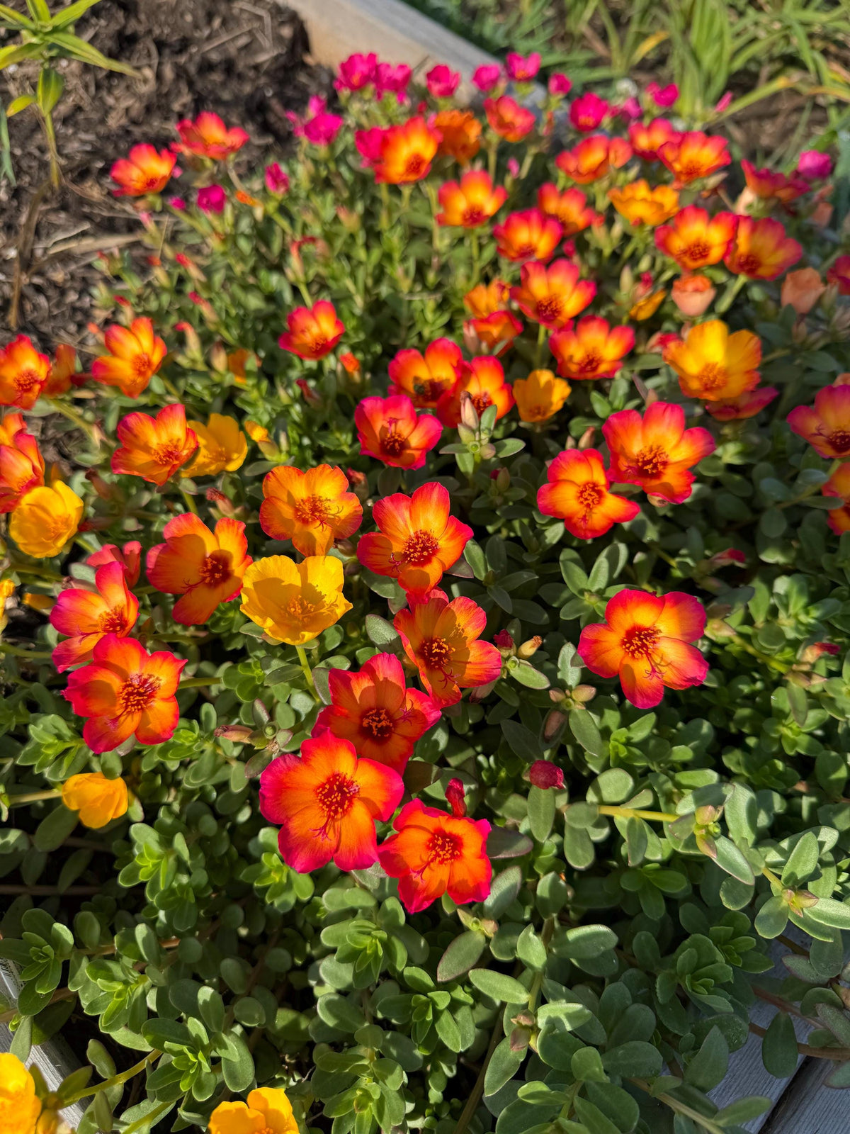 Purslane Seeds- Mixed Color Variety, Drought-Tolerant | Fast-Growing Annual