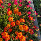 Purslane Seeds- Mixed Color Variety, Drought-Tolerant | Fast-Growing Annual