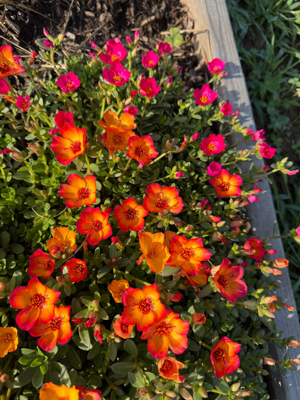 Purslane Seeds- Mixed Color Variety, Drought-Tolerant | Fast-Growing Annual