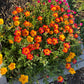 Purslane Seeds- Mixed Color Variety, Drought-Tolerant | Fast-Growing Annual
