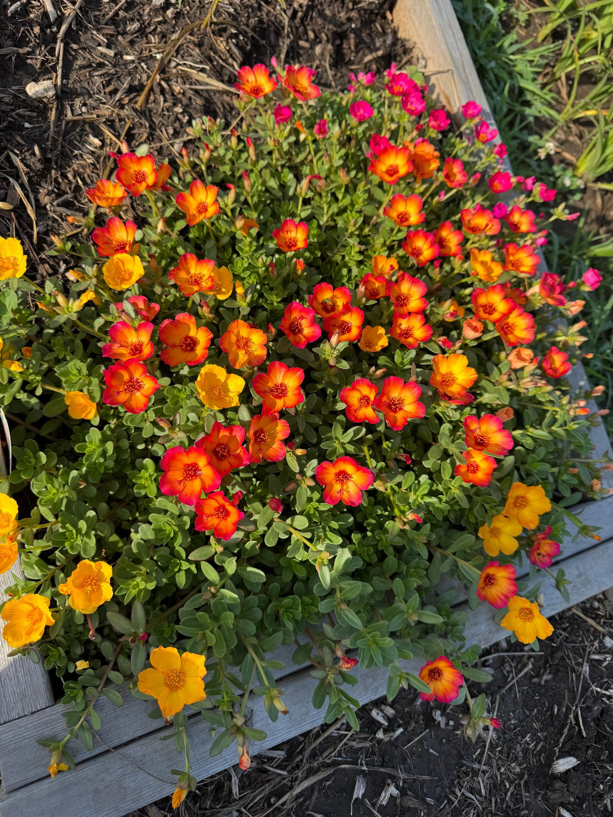Purslane Seeds- Mixed Color Variety, Drought-Tolerant | Fast-Growing Annual