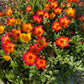 Purslane Seeds- Mixed Color Variety, Drought-Tolerant | Fast-Growing Annual