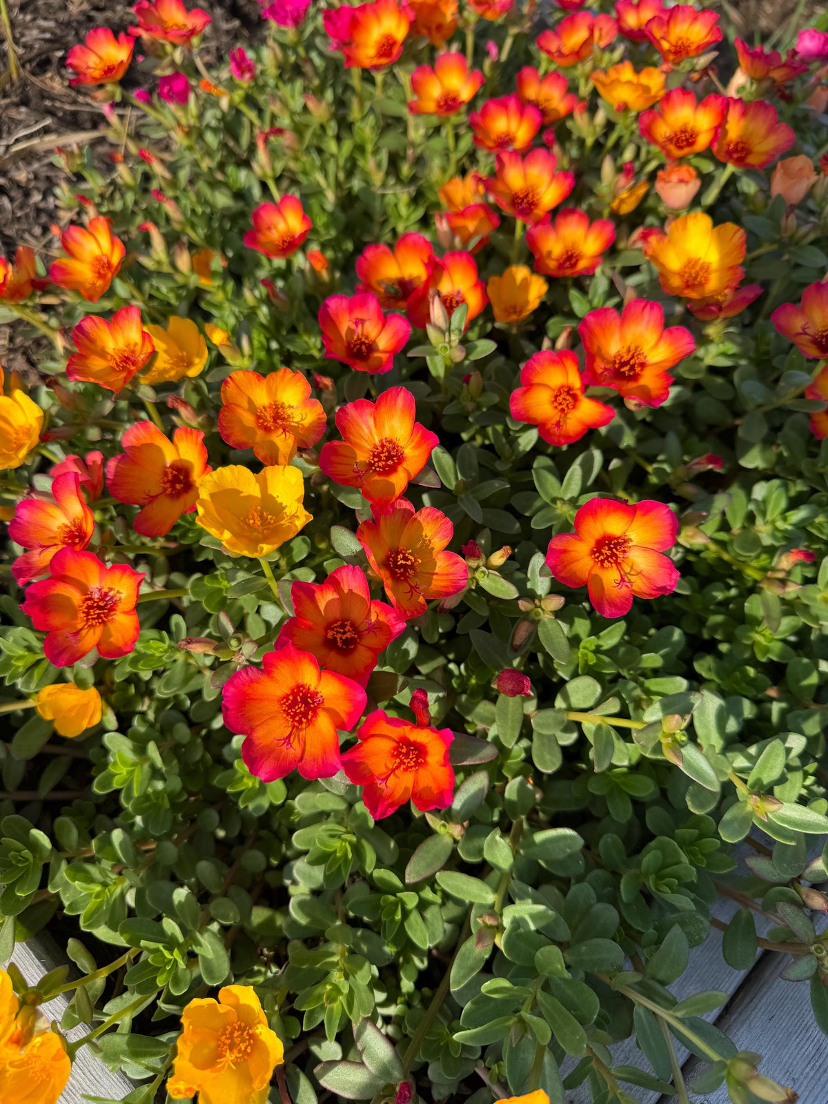 Purslane Seeds- Mixed Color Variety, Drought-Tolerant | Fast-Growing Annual