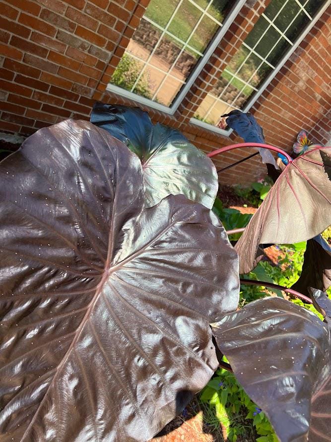 Black Elephant Ear – 1 Live Bulb | Giant Dark-Foliage Tropical Plant