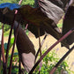 Black Elephant Ear – 1 Live Bulb | Giant Dark-Foliage Tropical Plant
