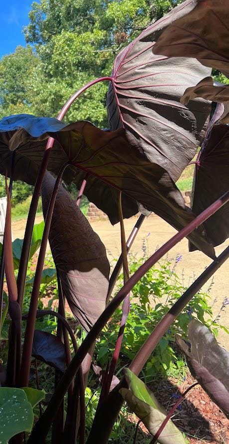 Black Elephant Ear – 1 Live Bulb | Giant Dark-Foliage Tropical Plant