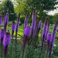 Blazing Star Seeds – 100+ Seeds | Purple Liatris Perennial | Butterfly & Pollinator Favorite