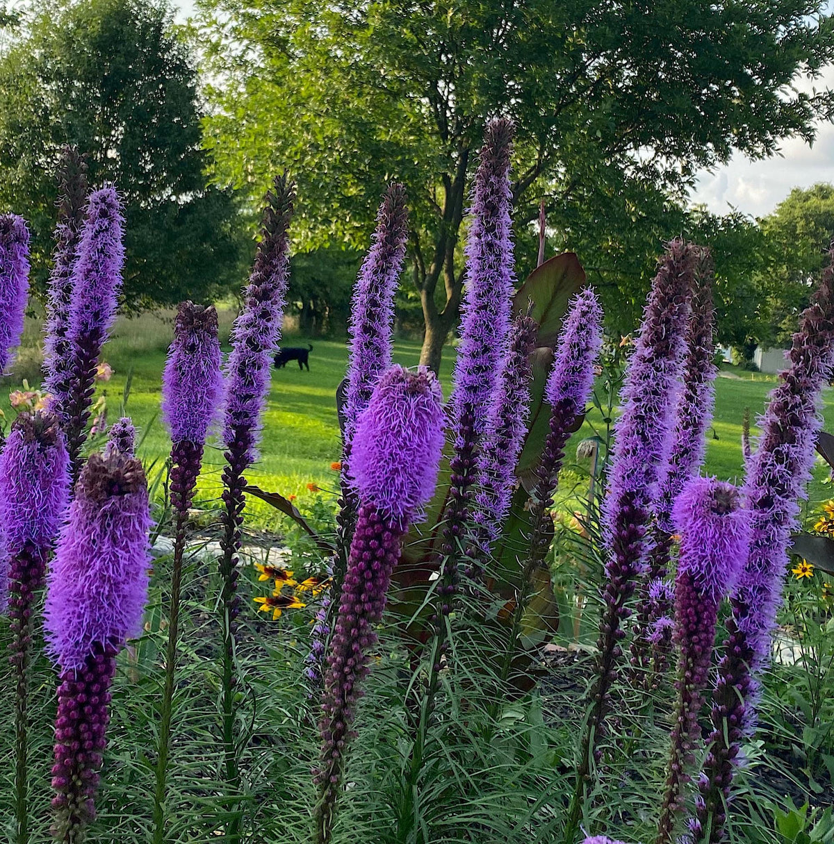 Blazing Star Seeds – 100+ Seeds | Purple Liatris Perennial | Butterfly & Pollinator Favorite