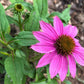 Coneflower Seeds – 25 Mixed Color Seeds | Hardy Perennial | Heat, Drought & Deer Resistant