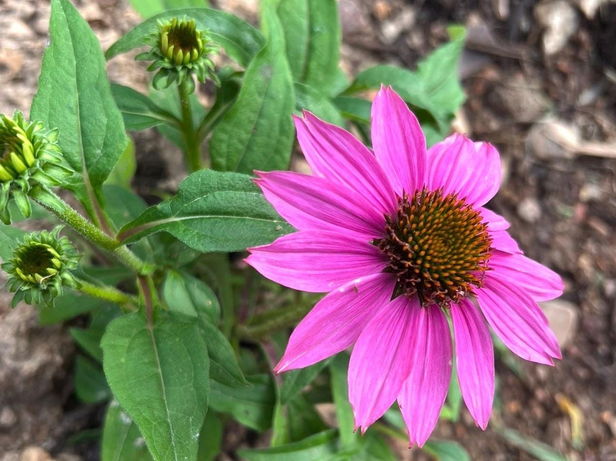 Coneflower Seeds – 25 Mixed Color Seeds | Hardy Perennial | Heat, Drought & Deer Resistant