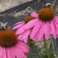 Coneflower Seeds – 25 Mixed Color Seeds | Hardy Perennial | Heat, Drought & Deer Resistant