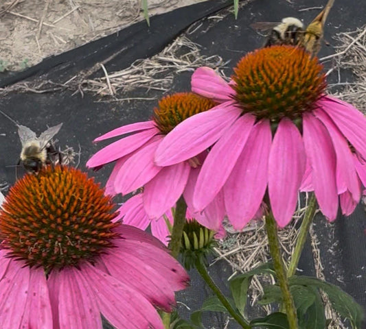 Coneflower Seeds – 25 Mixed Color Seeds | Hardy Perennial | Heat, Drought & Deer Resistant