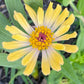 Open-Pollinated Zinnia Seeds | Mixed Colors, Shapes & Blooms