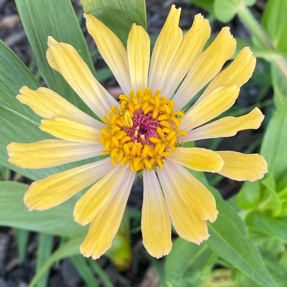 Open-Pollinated Zinnia Seeds | Mixed Colors, Shapes & Blooms