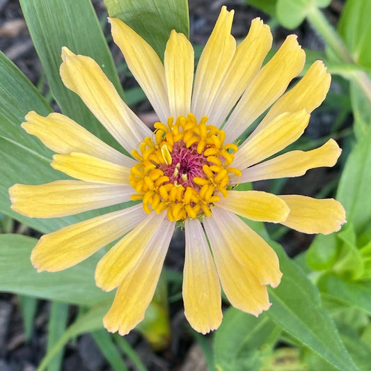 Open-Pollinated Zinnia Seeds | Mixed Colors, Shapes & Blooms