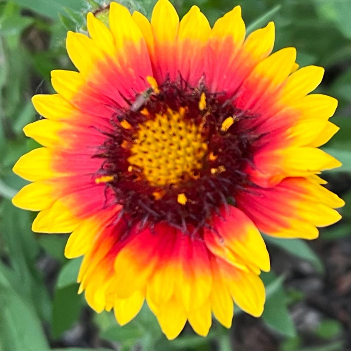 Blanket Flower Seeds | Gaillardia | Hardy, Long-Blooming Perennial