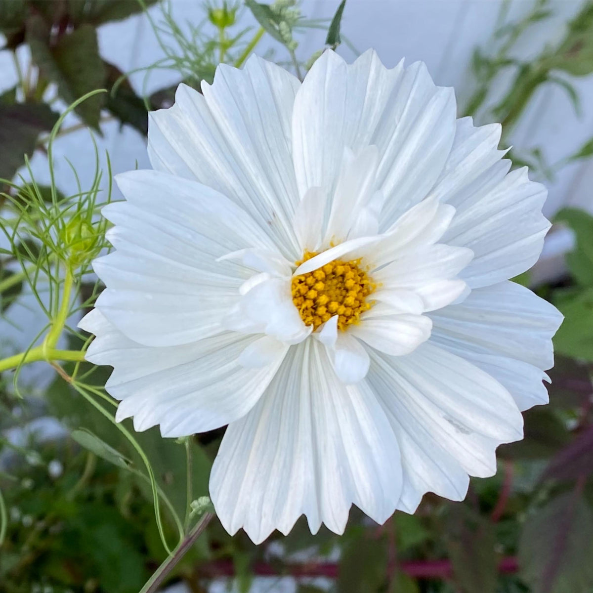 Cosmos Mixed Color Seeds | Easy-Care Annual Flower