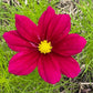 Cosmos Mixed Color Seeds | Easy-Care Annual Flower