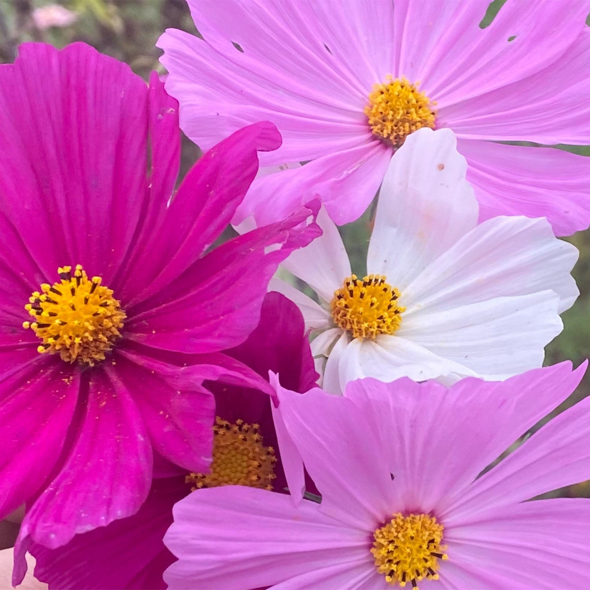 Cosmos Mixed Color Seeds | Easy-Care Annual Flower