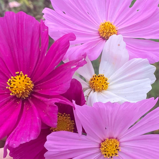 Cosmos Mixed Color Seeds | Easy-Care Annual Flower