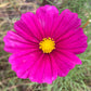 Cosmos Mixed Color Seeds | Easy-Care Annual Flower