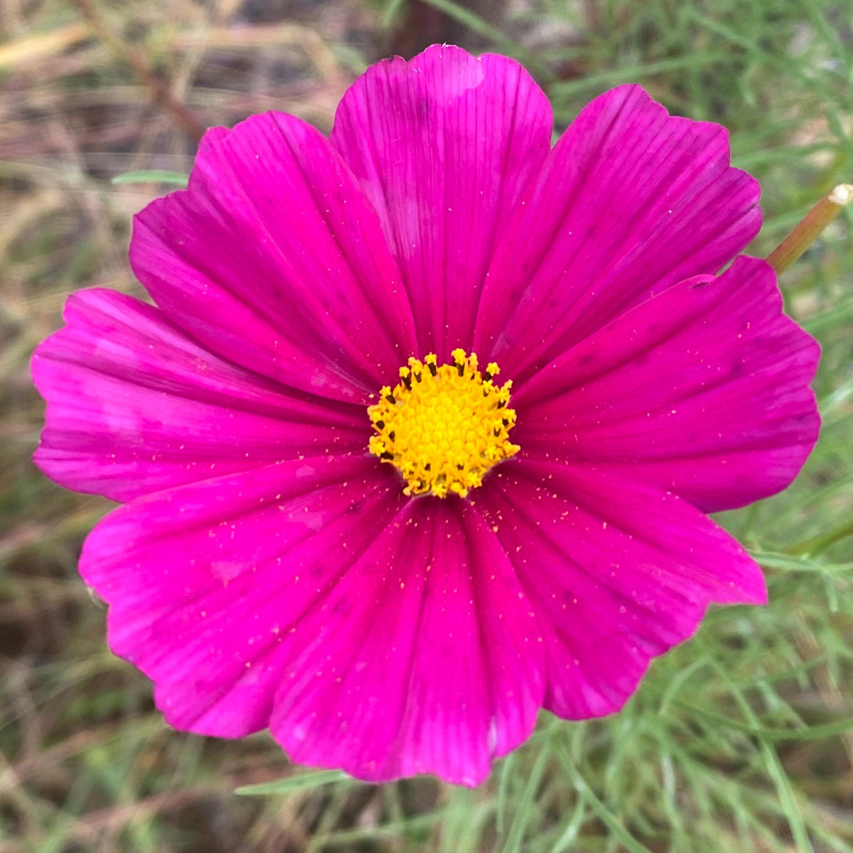 Cosmos Mixed Color Seeds | Easy-Care Annual Flower