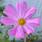 Cosmos Mixed Color Seeds | Easy-Care Annual Flower