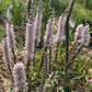 Speedwell Veronica Seeds | Easy-Care Perennial Flower
