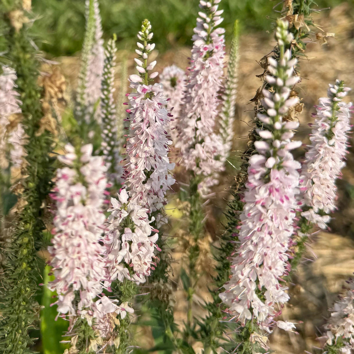 Speedwell Veronica Seeds | Easy-Care Perennial Flower
