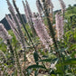 Speedwell Veronica Seeds | Easy-Care Perennial Flower