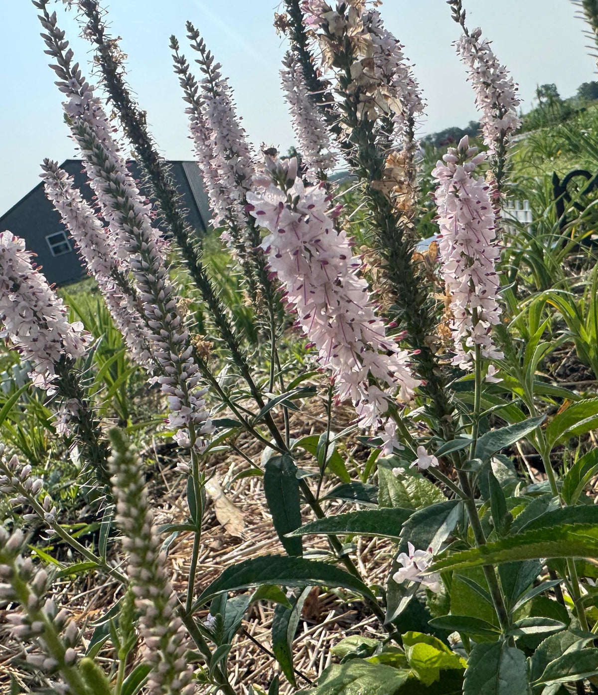Speedwell Veronica Seeds | Easy-Care Perennial Flower