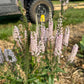 Speedwell Veronica Seeds | Easy-Care Perennial Flower