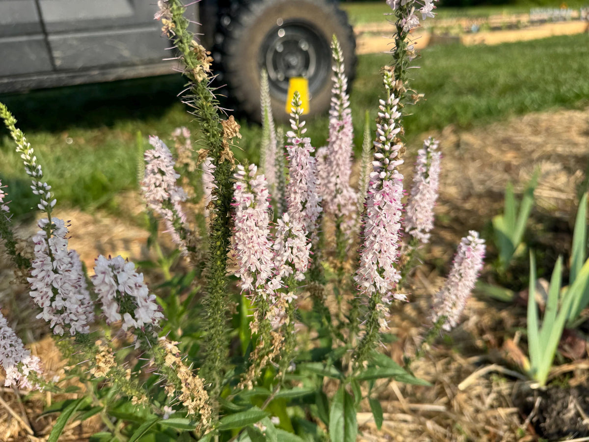 Speedwell Veronica Seeds | Easy-Care Perennial Flower