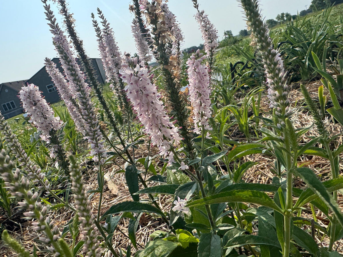 Speedwell Veronica Seeds | Easy-Care Perennial Flower