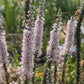 Speedwell Veronica Seeds | Easy-Care Perennial Flower