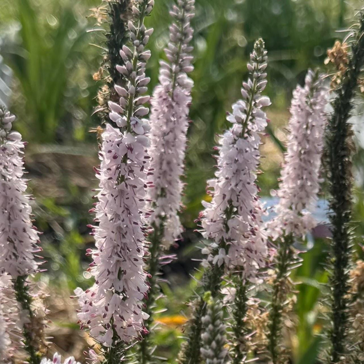 Speedwell Veronica Seeds | Easy-Care Perennial Flower