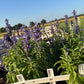Annual Salvia Seeds | Vibrant Pollinator-Friendly Flower