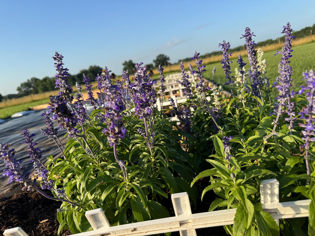 Annual Salvia Seeds | Vibrant Pollinator-Friendly Flower