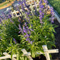Annual Salvia Seeds | Vibrant Pollinator-Friendly Flower